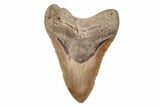 5.36" Fossil Megalodon Tooth - North Carolina - #201746-1
